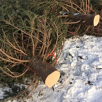 Holiday tree sits on a curb for pick-up